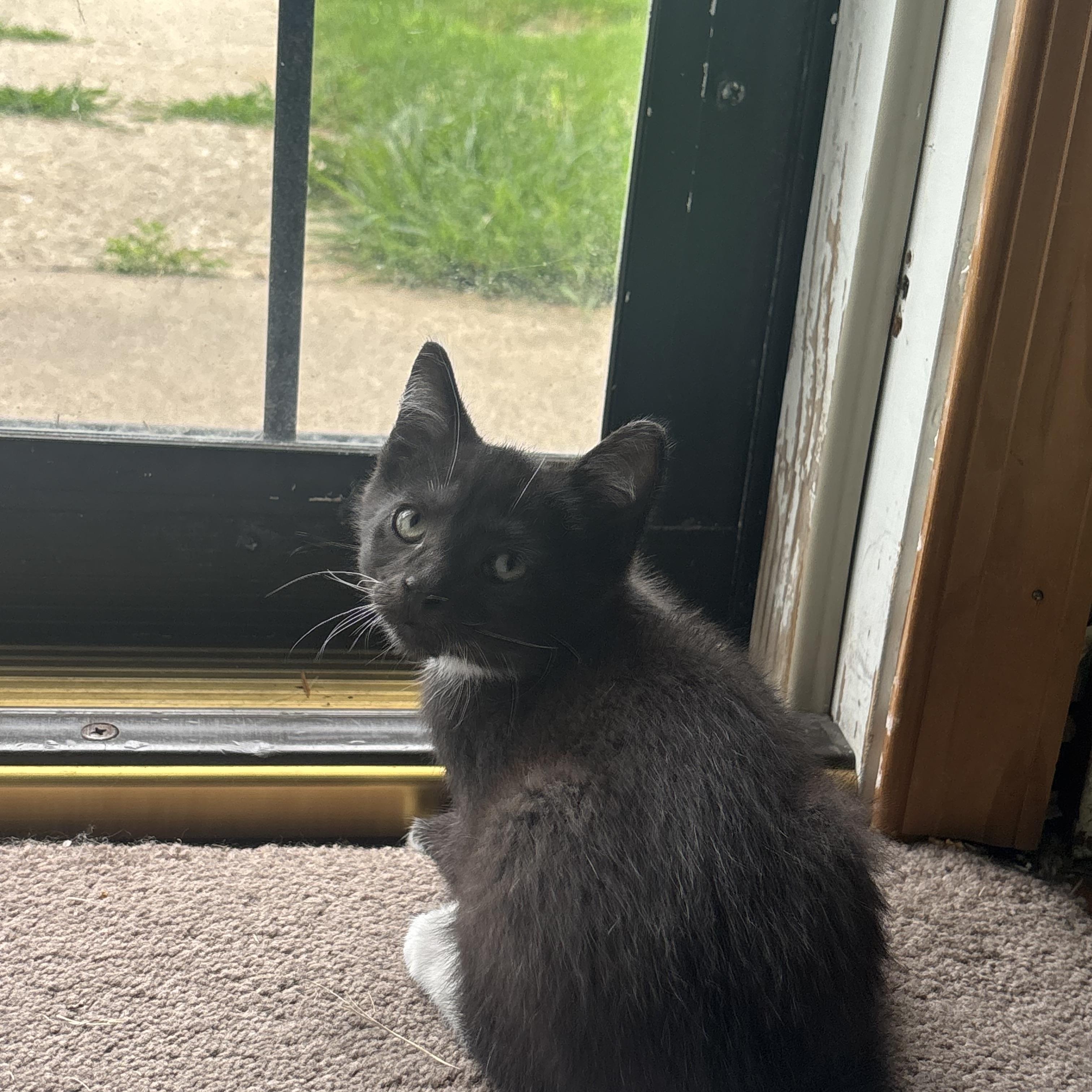 Enlarge Lincoln, a Adoptable Domestic Short Hair in Beltsville, MD image 6/6