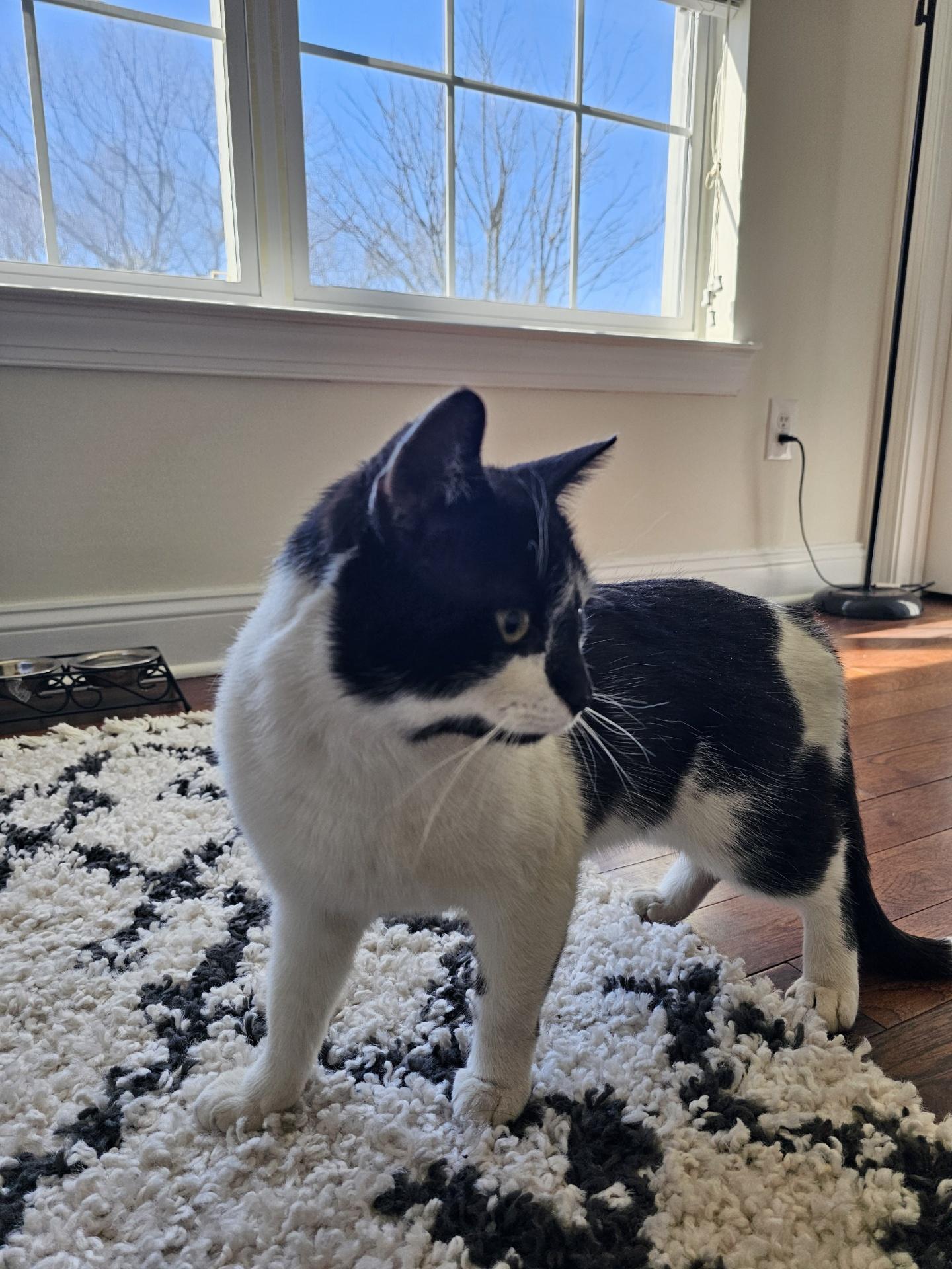 Enlarge Skye, a Adoptable Domestic Short Hair in Palisades Park, NJ image 3/5