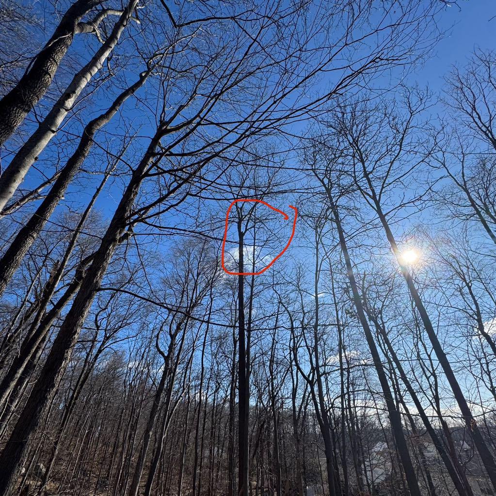 Enlarge Skye, a Adoptable Domestic Short Hair in Palisades Park, NJ image 5/5