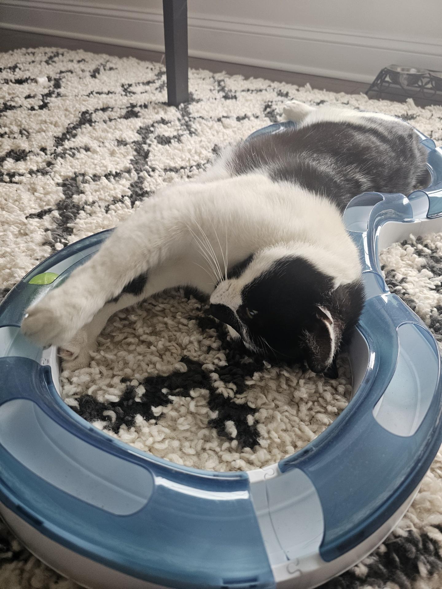 Enlarge Skye, a Adoptable Domestic Short Hair in Palisades Park, NJ image 2/5