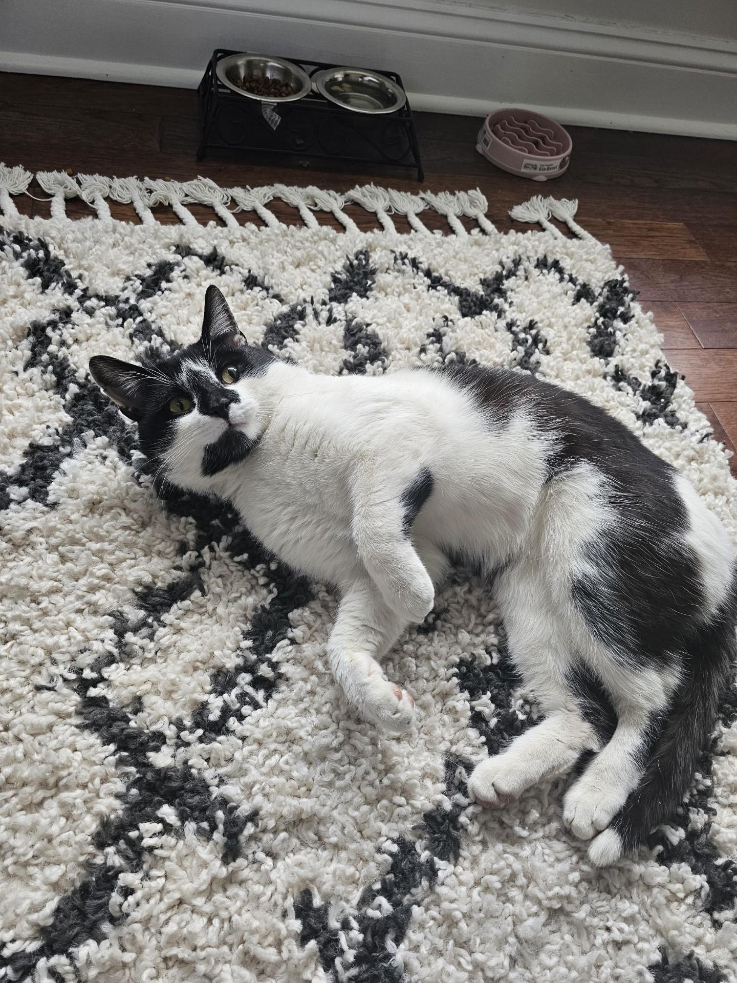 Skye, Adult Male unknown