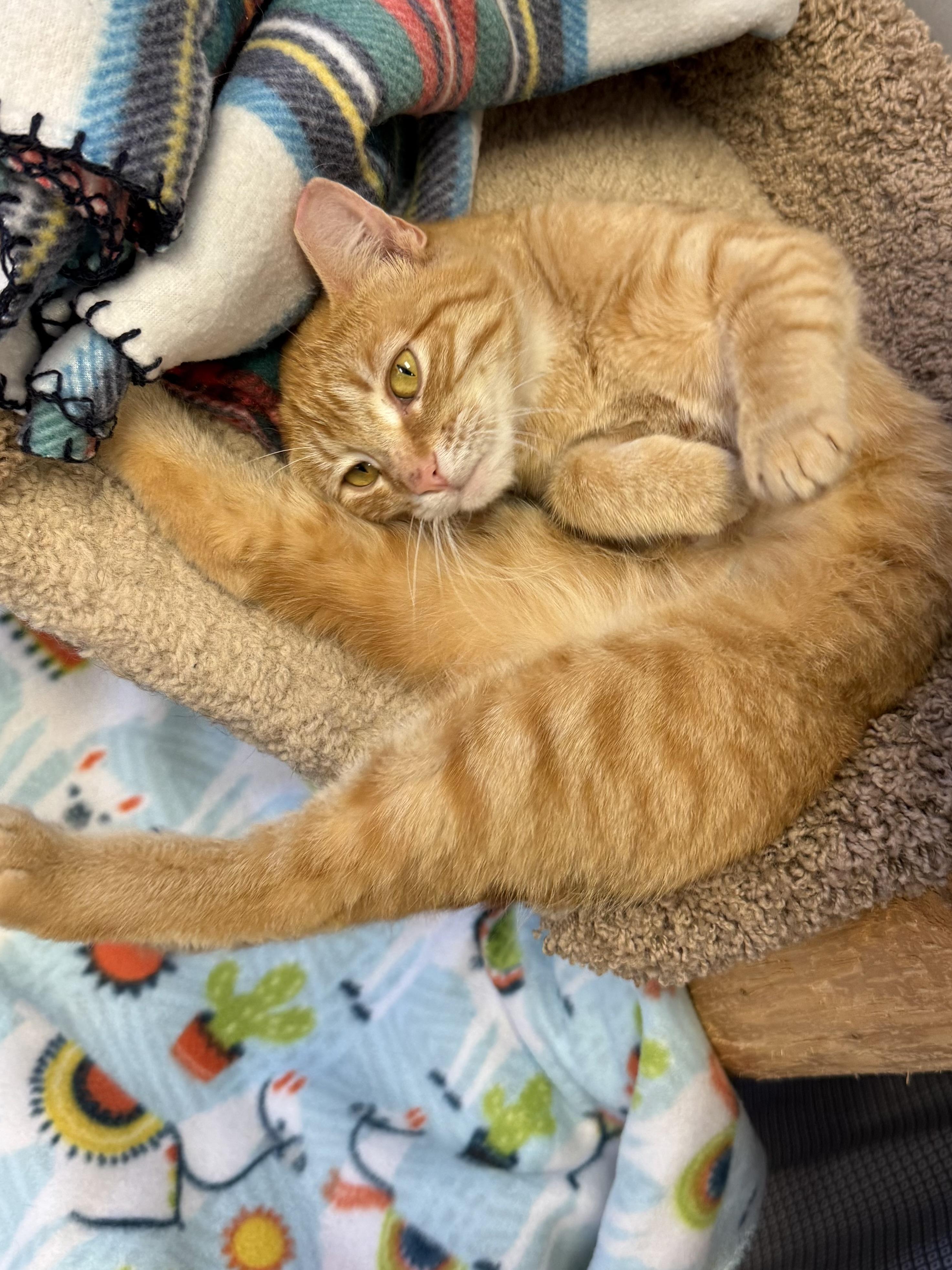 Amber, a ADOPTABLE Domestic Short Hair in Hamburg, NY image 2/2