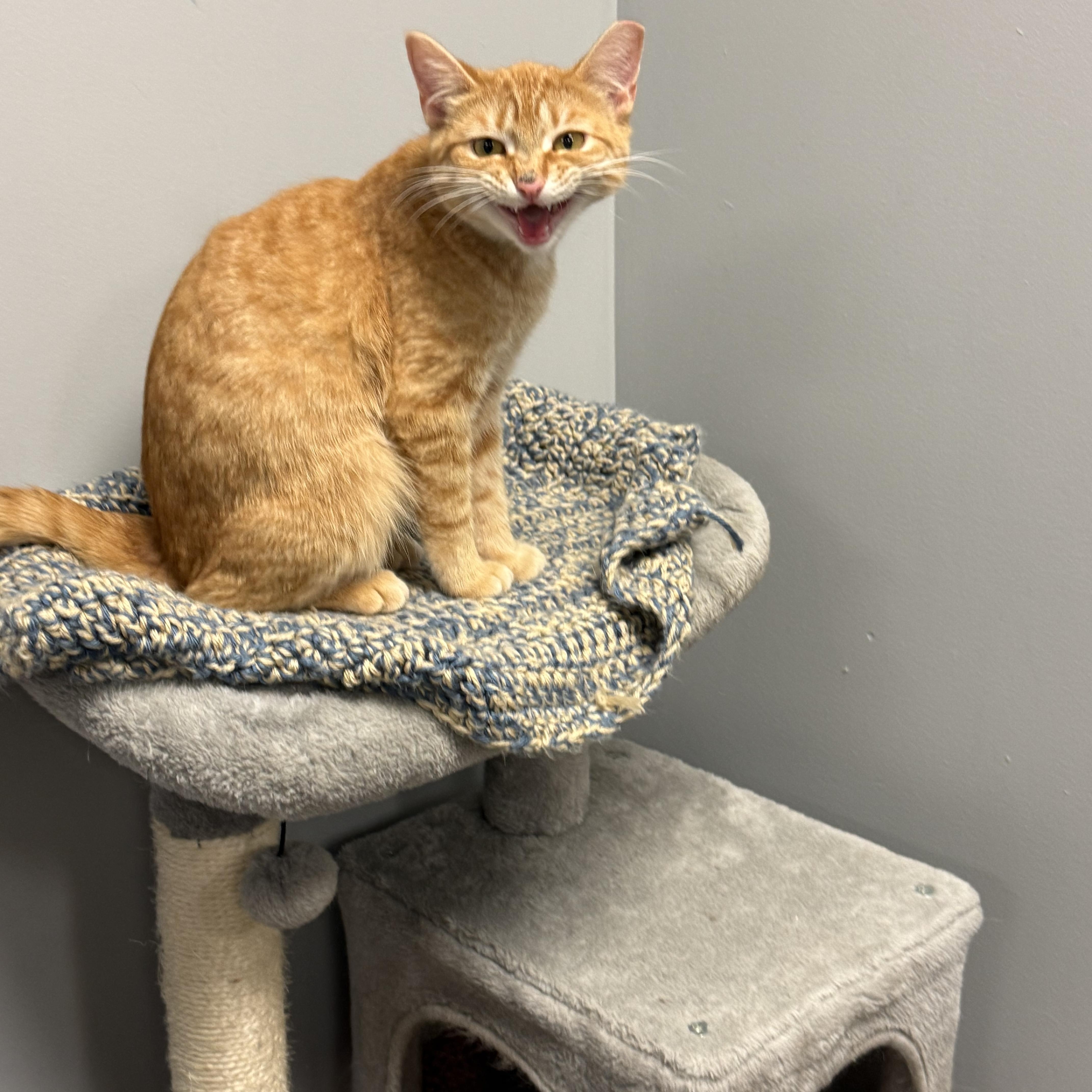 Amber, ADOPTABLE, Young Female Domestic Short Hair.
