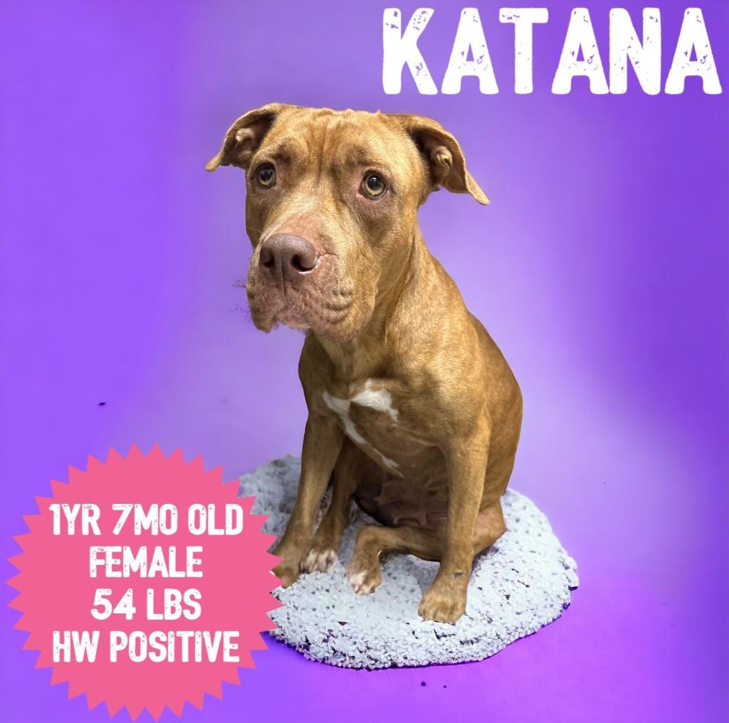 Katana, Adoptable, Adult Female Pit Bull Terrier.