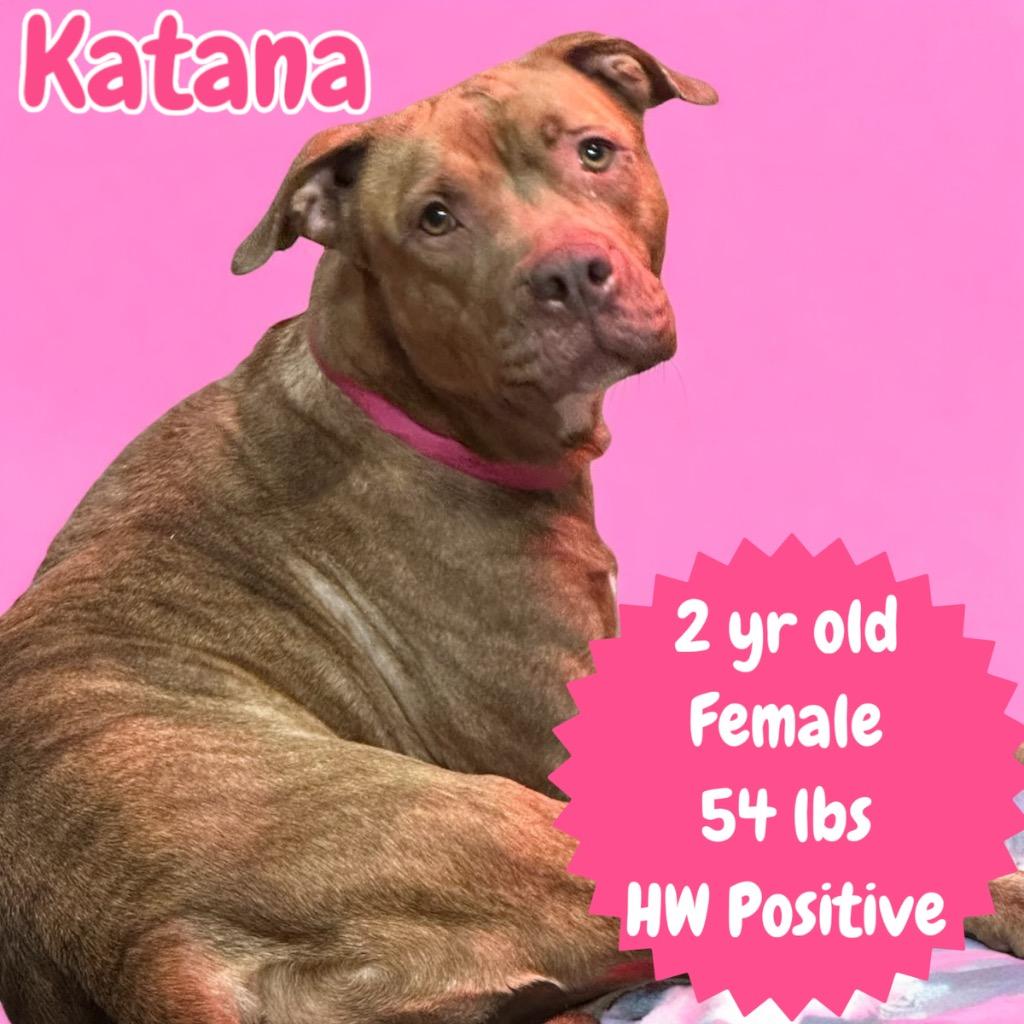 Enlarge Katana, a Adoptable Pit Bull Terrier in Sorrento, LA image 2/4