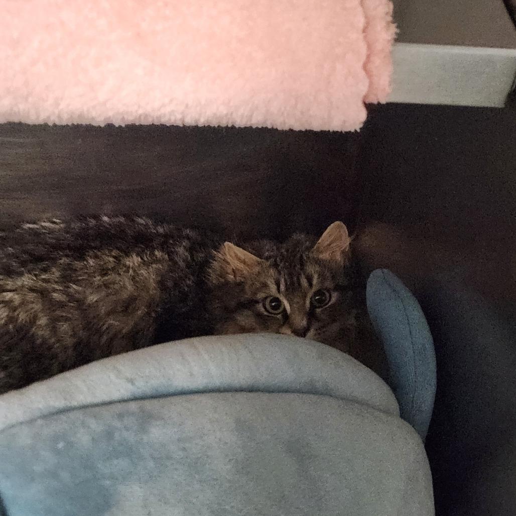 Buster the Great, Adoptable, Young Male Domestic Short Hair.