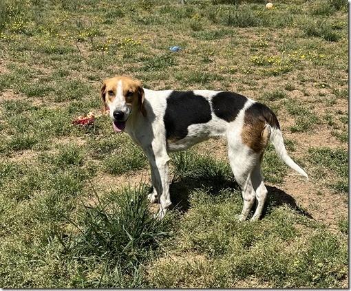 Enlarge Charlene Sweet Adult Girl Kids, Cats and Dogs, an adopted mixed breed in Richmond, VA image 1/1