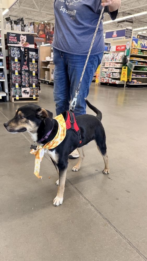 Enlarge BATMAN, a Adoptable Shepherd in Thornton, CO image 1/6