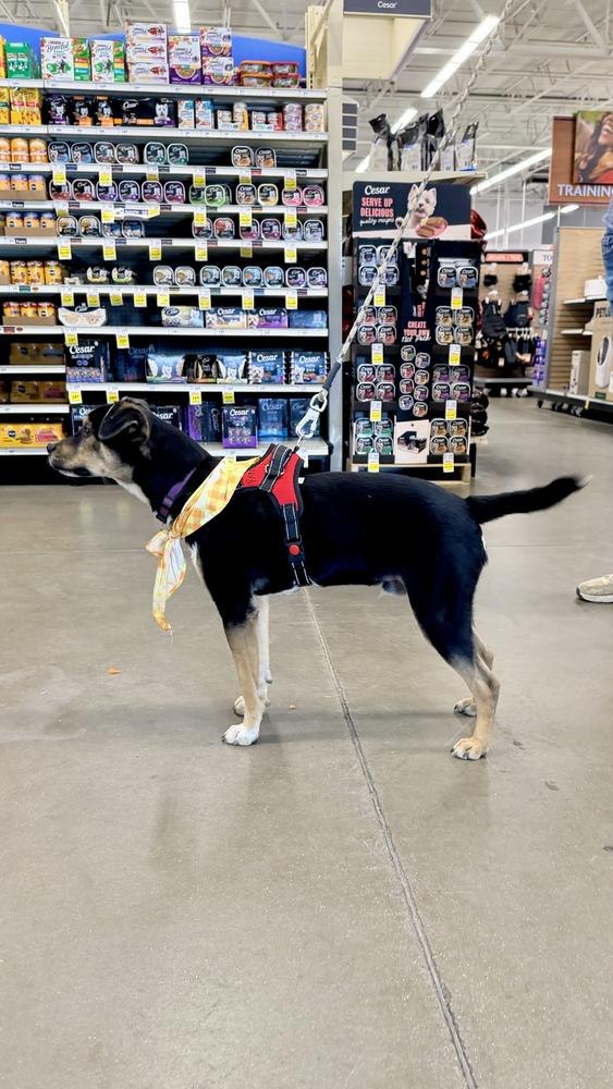 Enlarge BATMAN, a Adoptable Shepherd in Thornton, CO image 2/6
