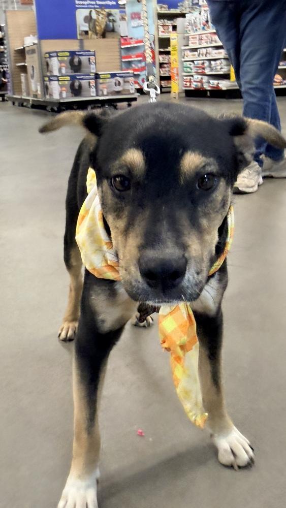 Enlarge BATMAN, a Adoptable Shepherd in Thornton, CO image 3/6