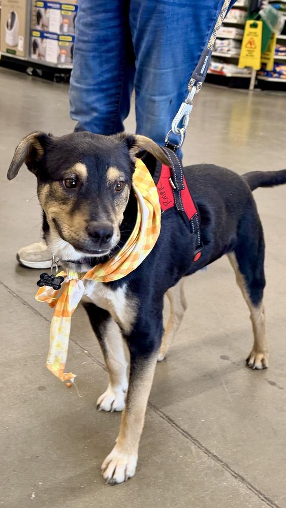 Enlarge BATMAN, a Adoptable Shepherd in Thornton, CO image 4/6