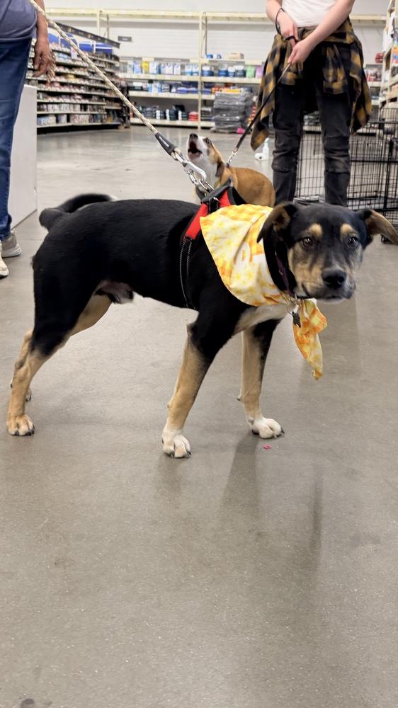 Enlarge BATMAN, a Adoptable Shepherd in Thornton, CO image 6/6