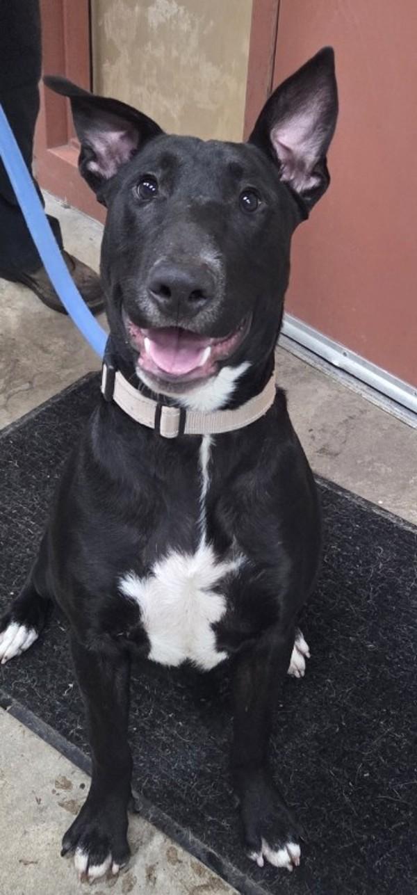 Vito, a Adoptable mixed breed in Salem, OR image 1/4