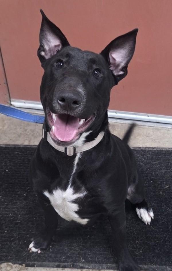 Vito, a Adoptable mixed breed in Salem, OR image 2/4