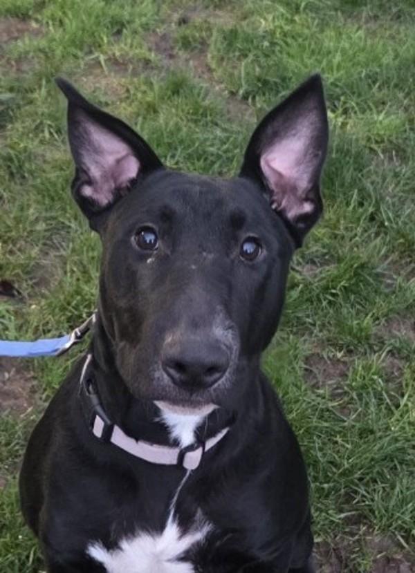 Vito, a Adoptable mixed breed in Salem, OR image 3/4