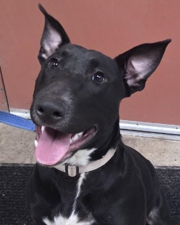 Vito, a Adoptable mixed breed in Salem, OR image 4/4