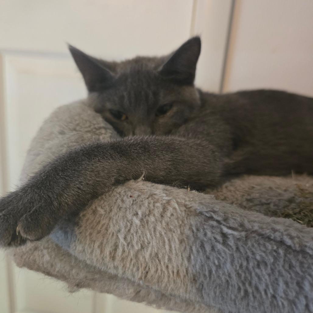 Stormie, Adoptable, Young Female Domestic Short Hair.