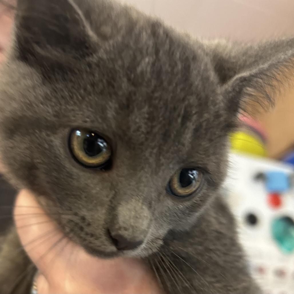 Enlarge Stormie, a Adoptable Domestic Short Hair in Hanna City, IL image 2/2