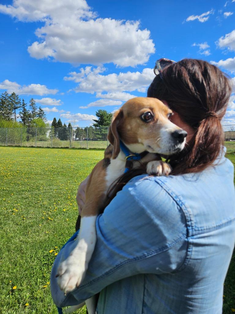 Enlarge Rose, a Adopted Beagle in Barron, WI image 1/3