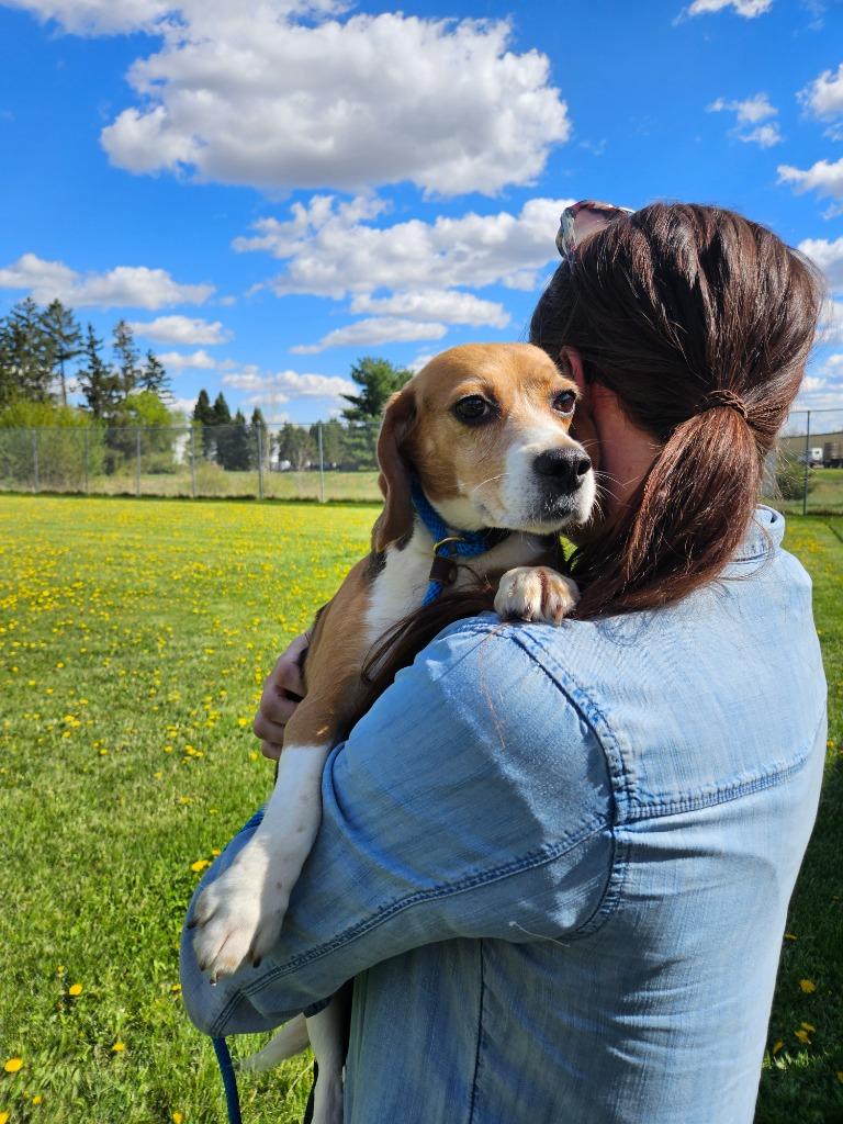 Enlarge Rose, a Adopted Beagle in Barron, WI image 3/3