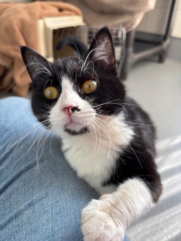 Remy, Adoptable, Young Male Domestic Short Hair.