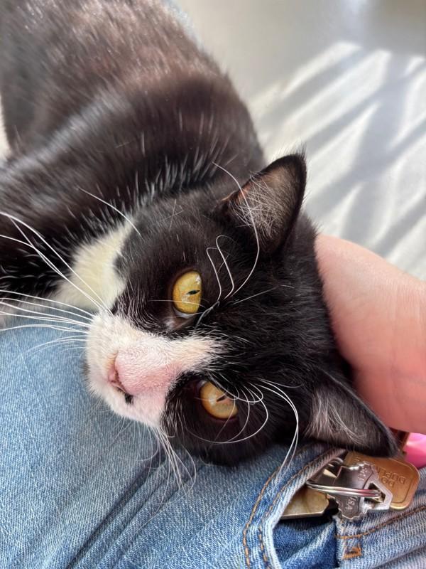 Enlarge Remy, a Adoptable mixed breed in Healdsburg, CA image 2/6