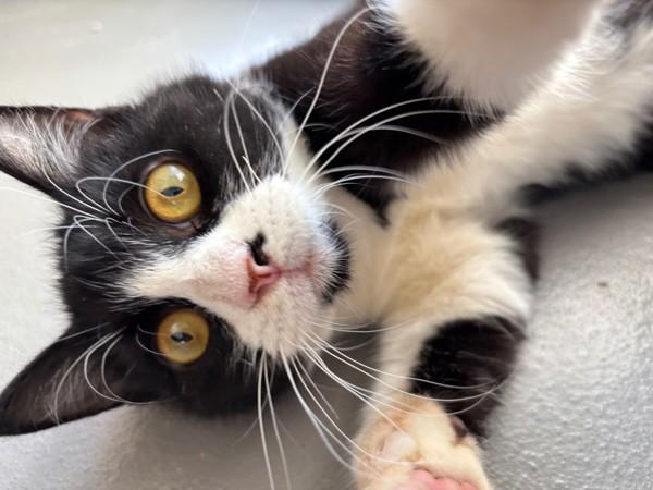 Enlarge Remy, a Adoptable mixed breed in Healdsburg, CA image 3/6