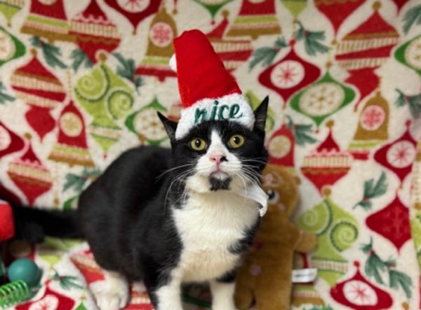 Enlarge Remy, a Adoptable mixed breed in Healdsburg, CA image 4/6