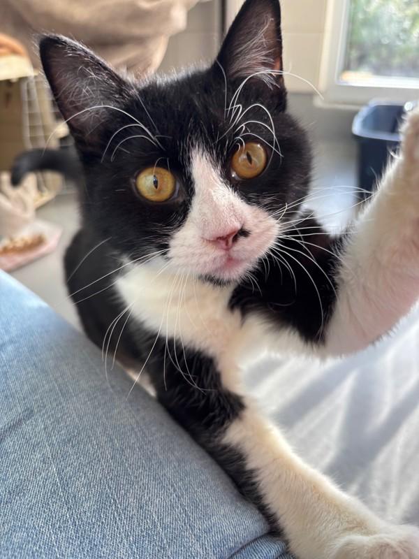 Enlarge Remy, a Adoptable mixed breed in Healdsburg, CA image 5/6