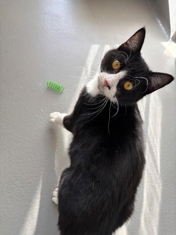 Enlarge Remy, a Adoptable mixed breed in Healdsburg, CA image 6/6