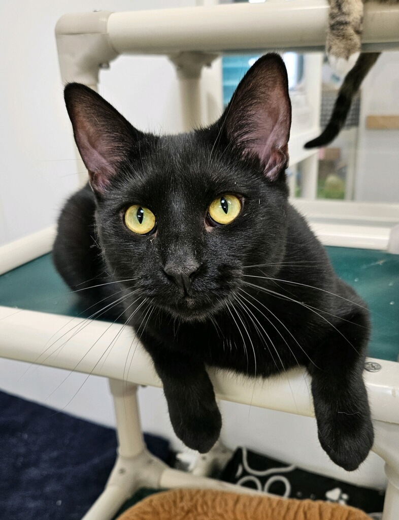 Boone - Adoption Fee Waived!, an adoptable Domestic Short Hair in Richland Center, WI, 53581 | Photo Image 3