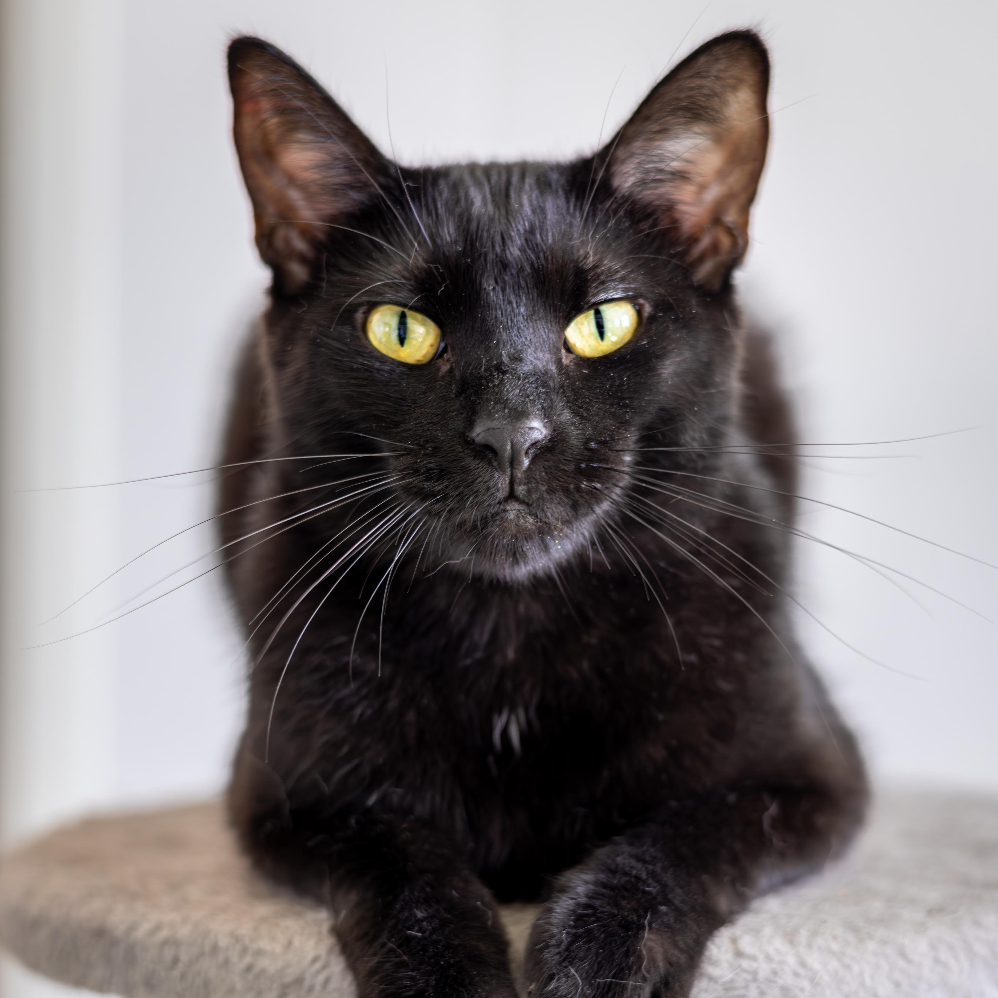 Boone - Adoption Fee Waived!, an adoptable Domestic Short Hair in Richland Center, WI, 53581 | Photo Image 1