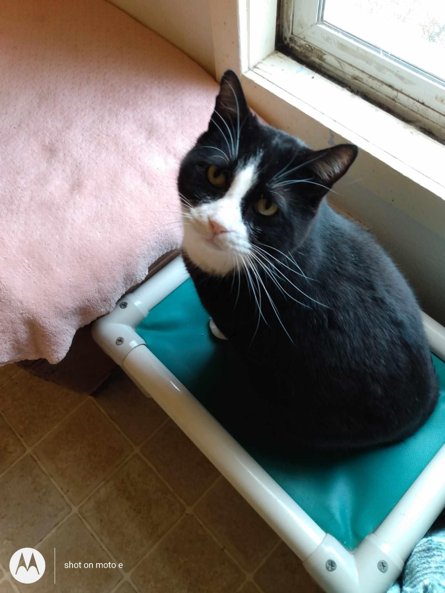 Enlarge Sylvester, a Adoptable Domestic Short Hair in Springfield, IL image 3/6