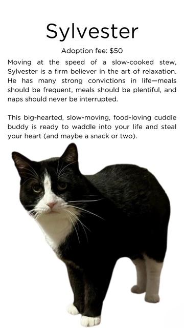 Enlarge Sylvester, a Adoptable Domestic Short Hair in Springfield, IL image 6/6