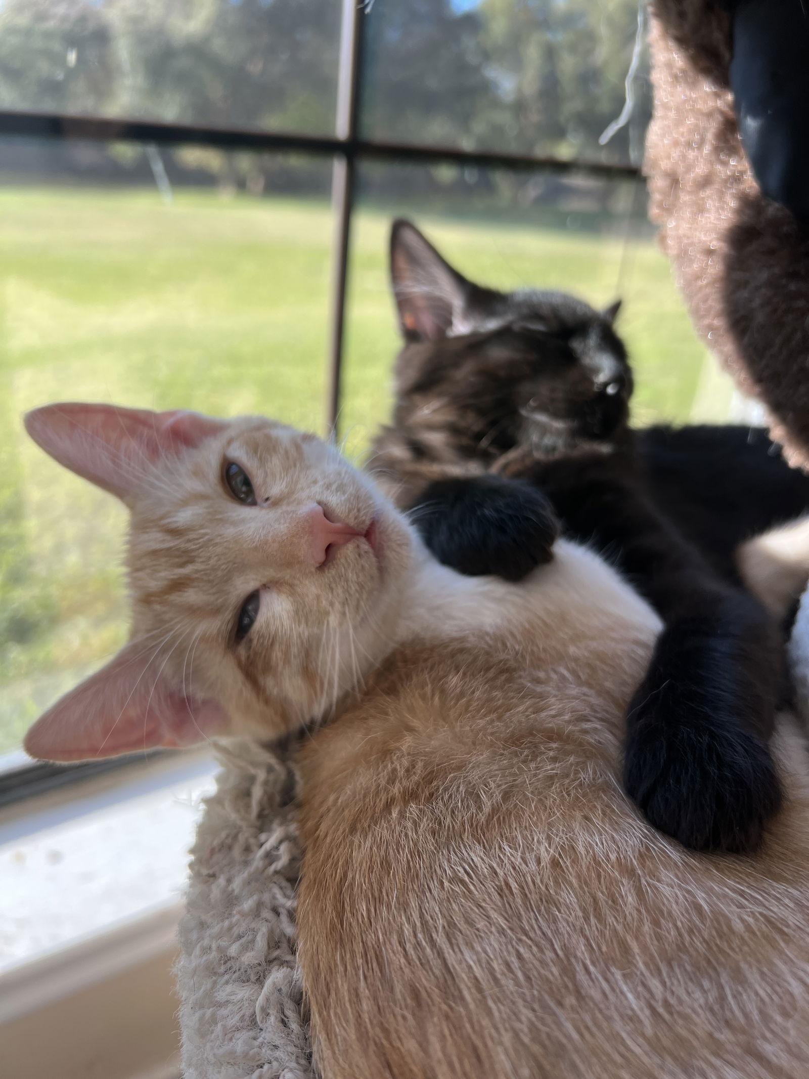 Enlarge Osiris, a Adoptable mixed breed in Frisco, TX image 2/3