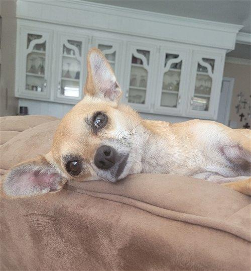Gracie 5, Adoptable, Adult Female Chihuahua.