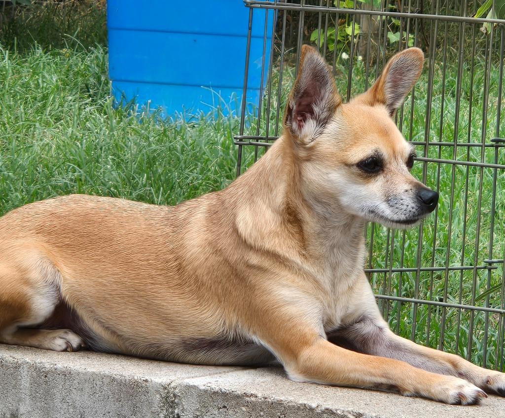 Gracie 5, a Adoptable mixed breed in Spring, TX image 2/6