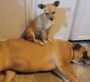 Gracie 5, a Adoptable mixed breed in Spring, TX image 3/6