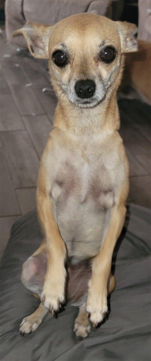 Gracie 5, a Adoptable mixed breed in Spring, TX image 4/6