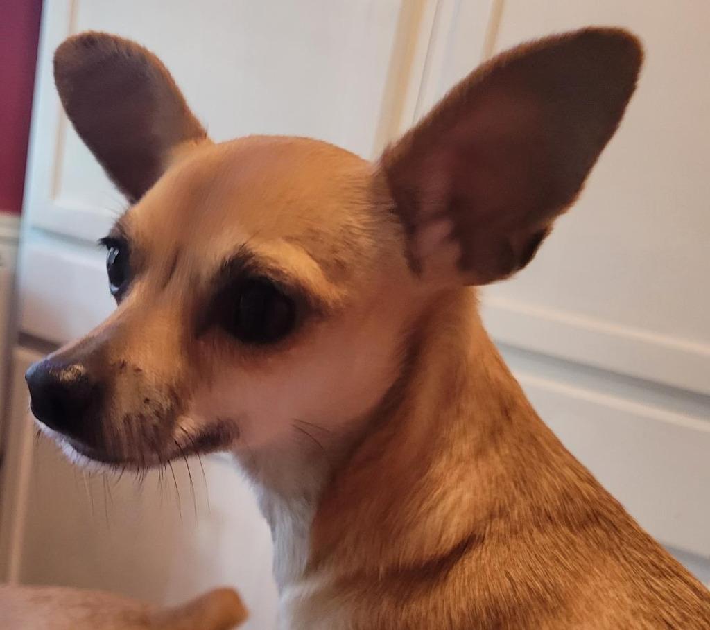 Gracie 5, a Adoptable mixed breed in Spring, TX image 5/6