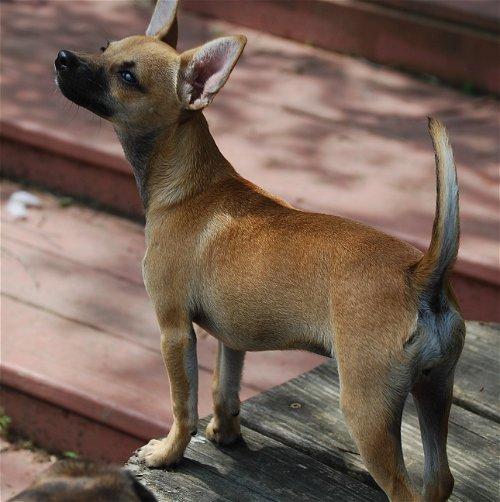 Gracie 5, a Adoptable mixed breed in Spring, TX image 6/6
