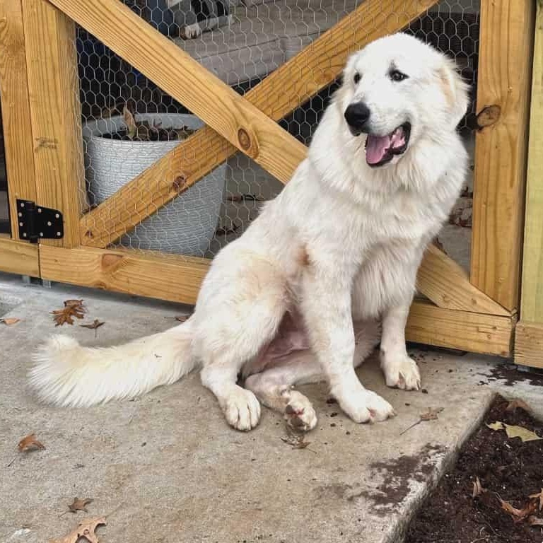 Luke, Adoptable, Young Male Great Pyrenees.