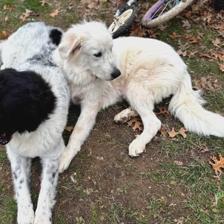 Luke, a Adoptable Great Pyrenees in Nicholasville, KY image 2/4