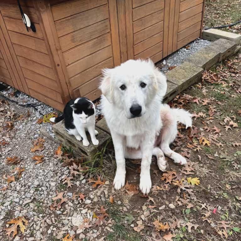 Luke, a Adoptable Great Pyrenees in Nicholasville, KY image 3/4