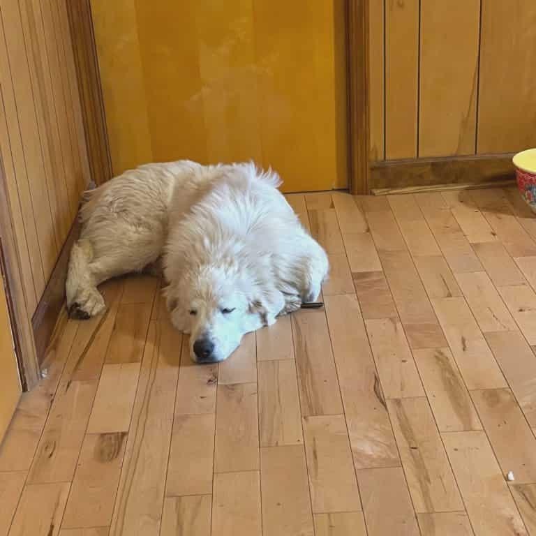 Luke, a Adoptable Great Pyrenees in Nicholasville, KY image 4/4