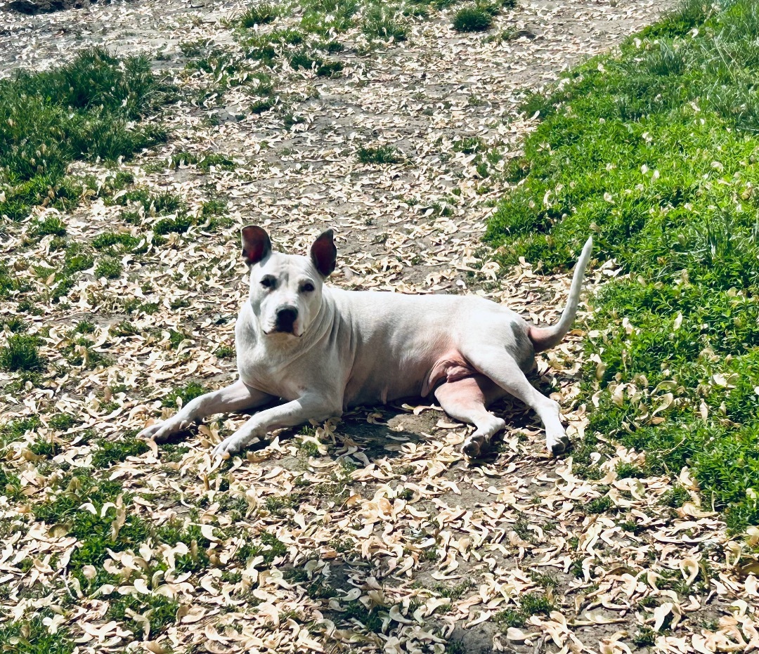 Enlarge Milkmaid, a Adoptable mixed breed image 1/10