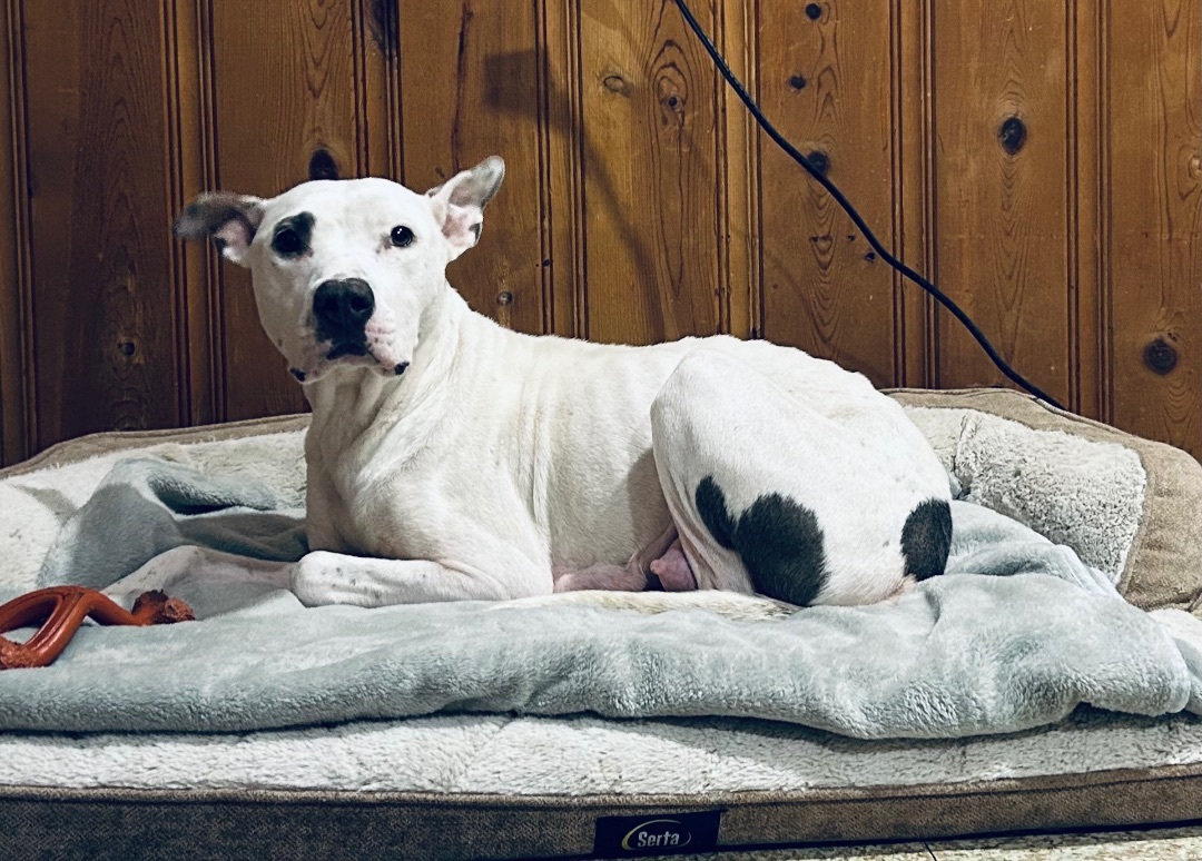 Enlarge Milkmaid, a Adoptable mixed breed image 3/10