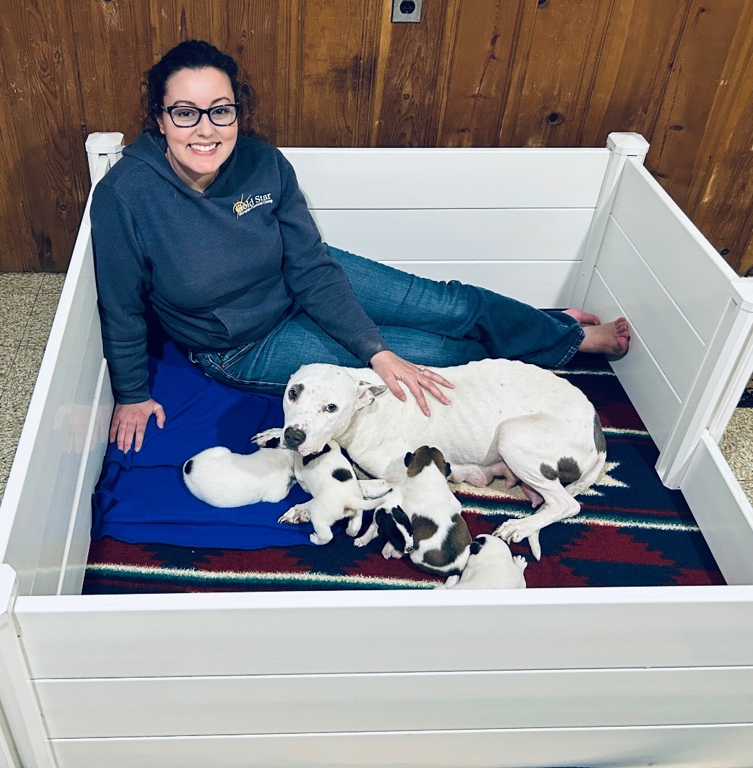 Enlarge Milkmaid, a Adoptable mixed breed image 4/10