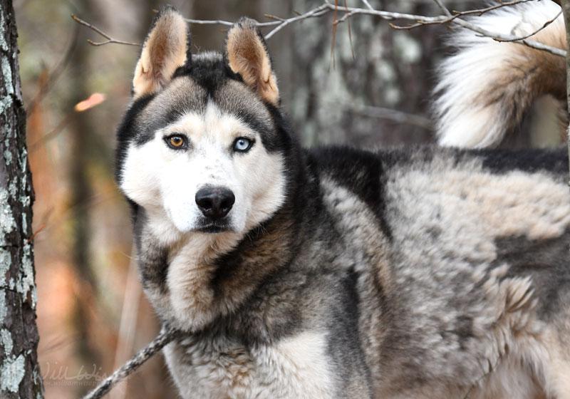 Yukon #21333, Adoptable, Adult Male Siberian Husky.