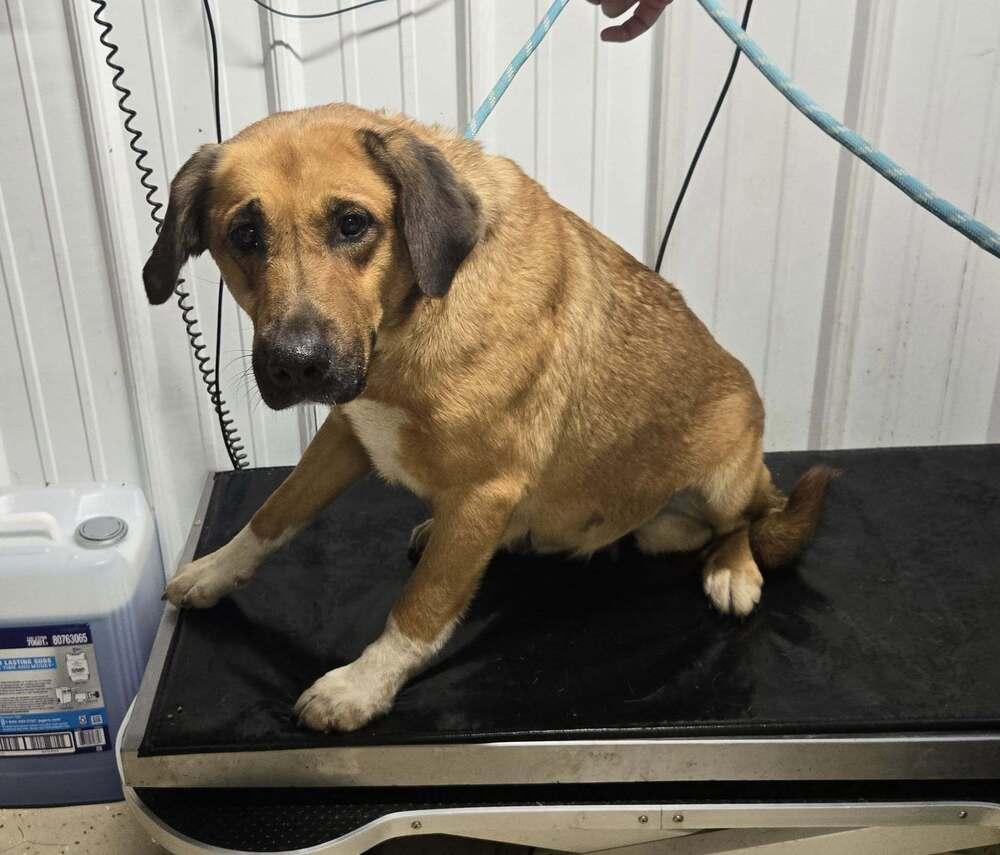 May, Adoptable, Adult Female Hound.